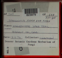 Stemonitis fusca image